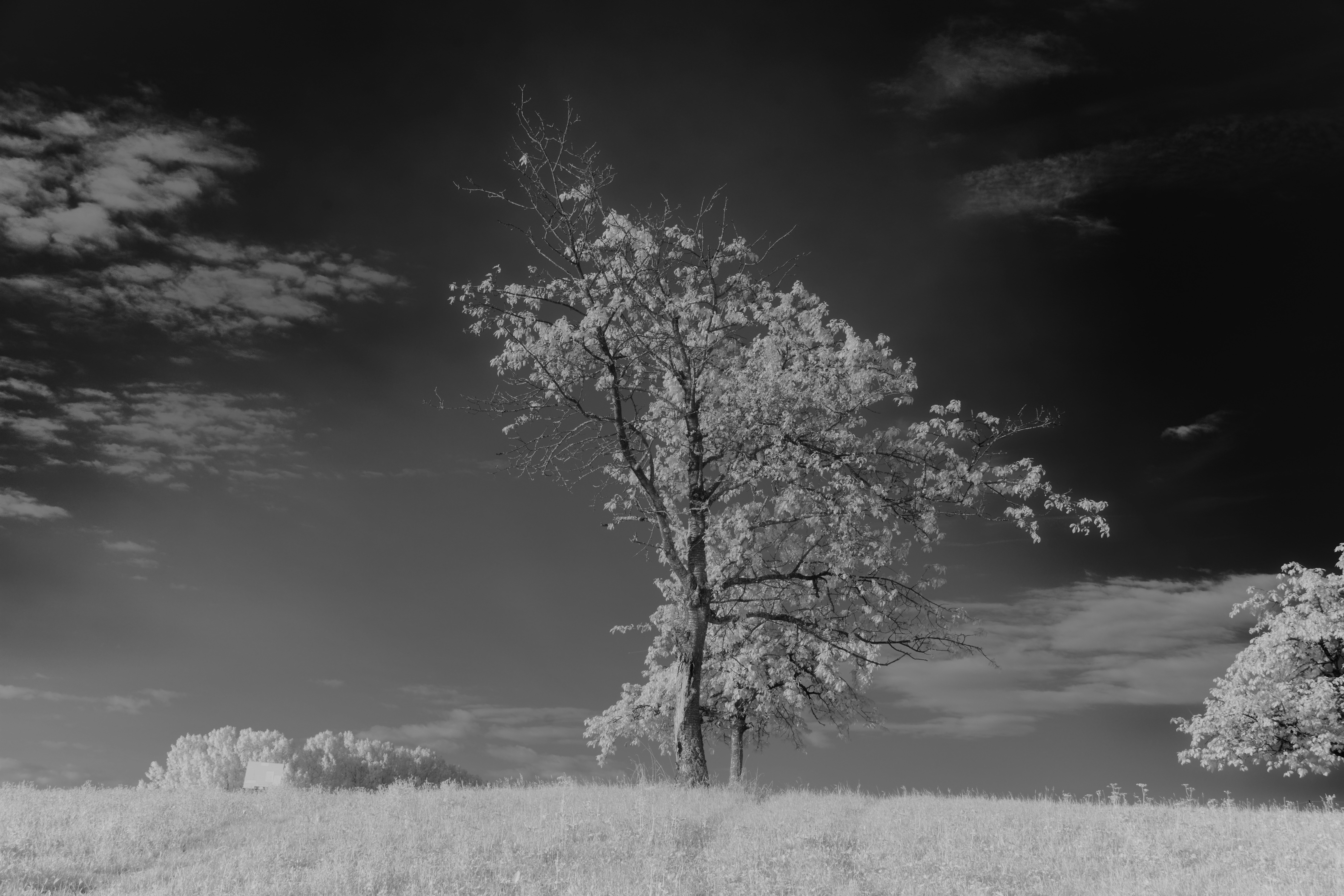 Photo by wolfgang_hasselmann