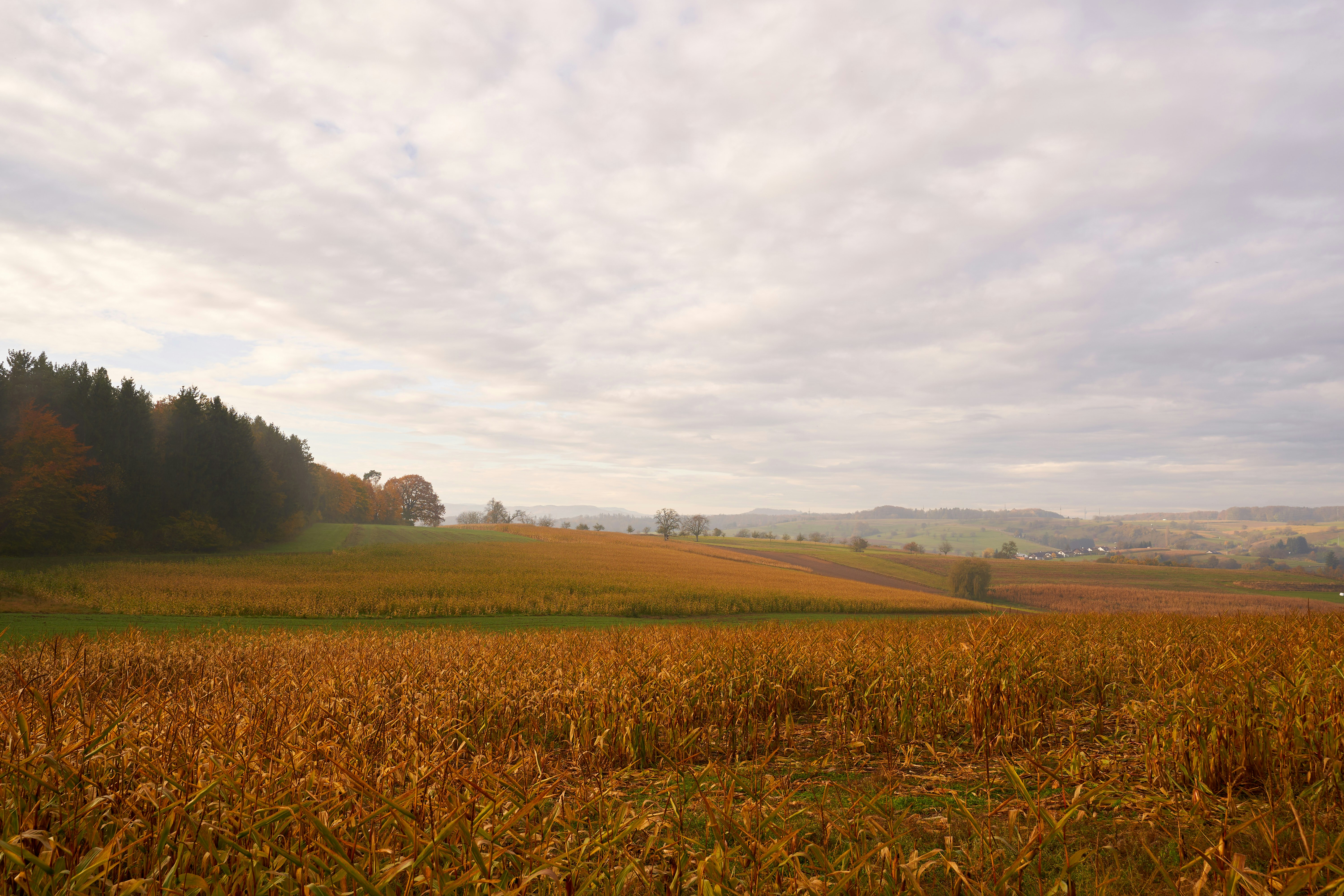 Photo by wolfgang_hasselmann