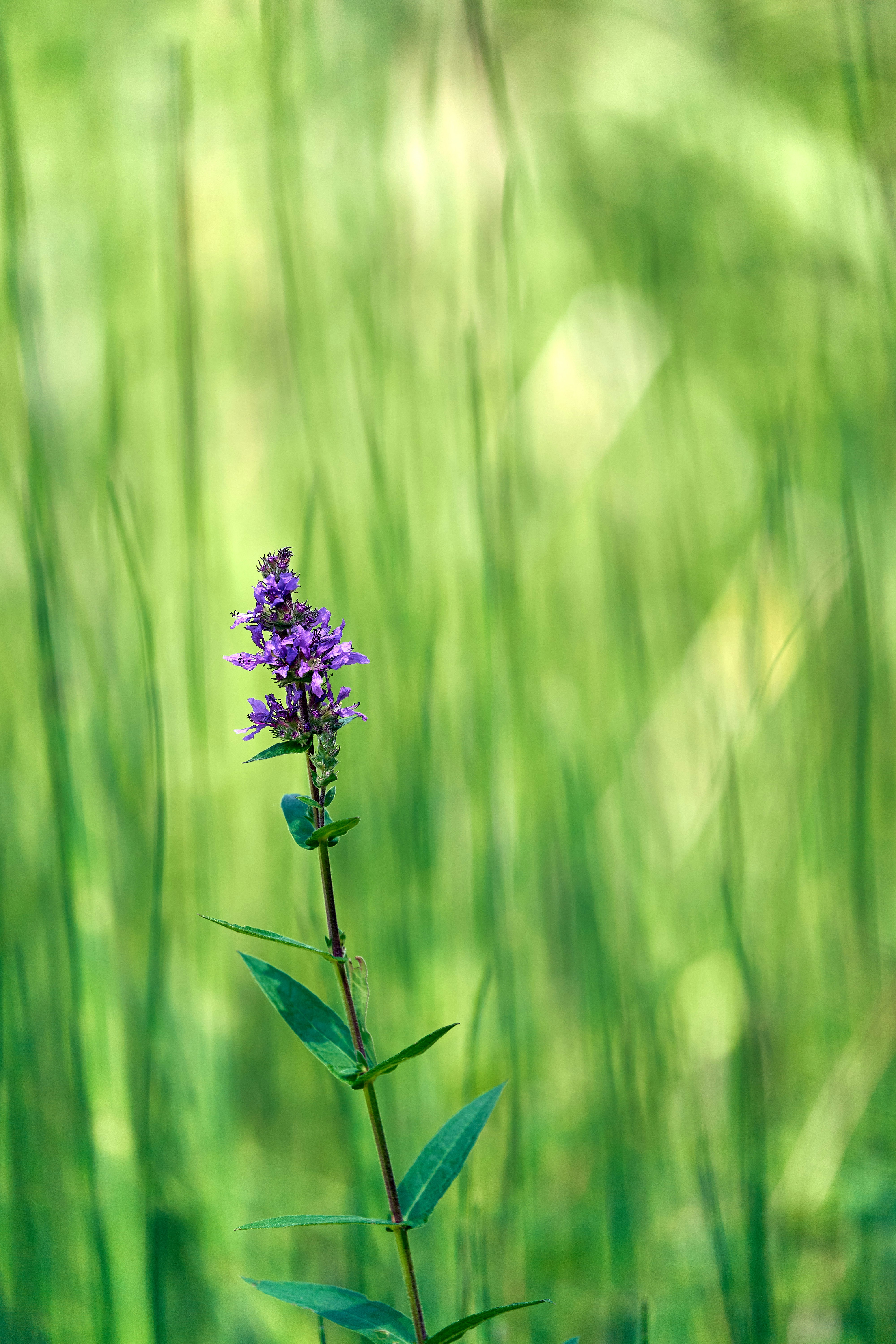 Photo by wolfgang_hasselmann