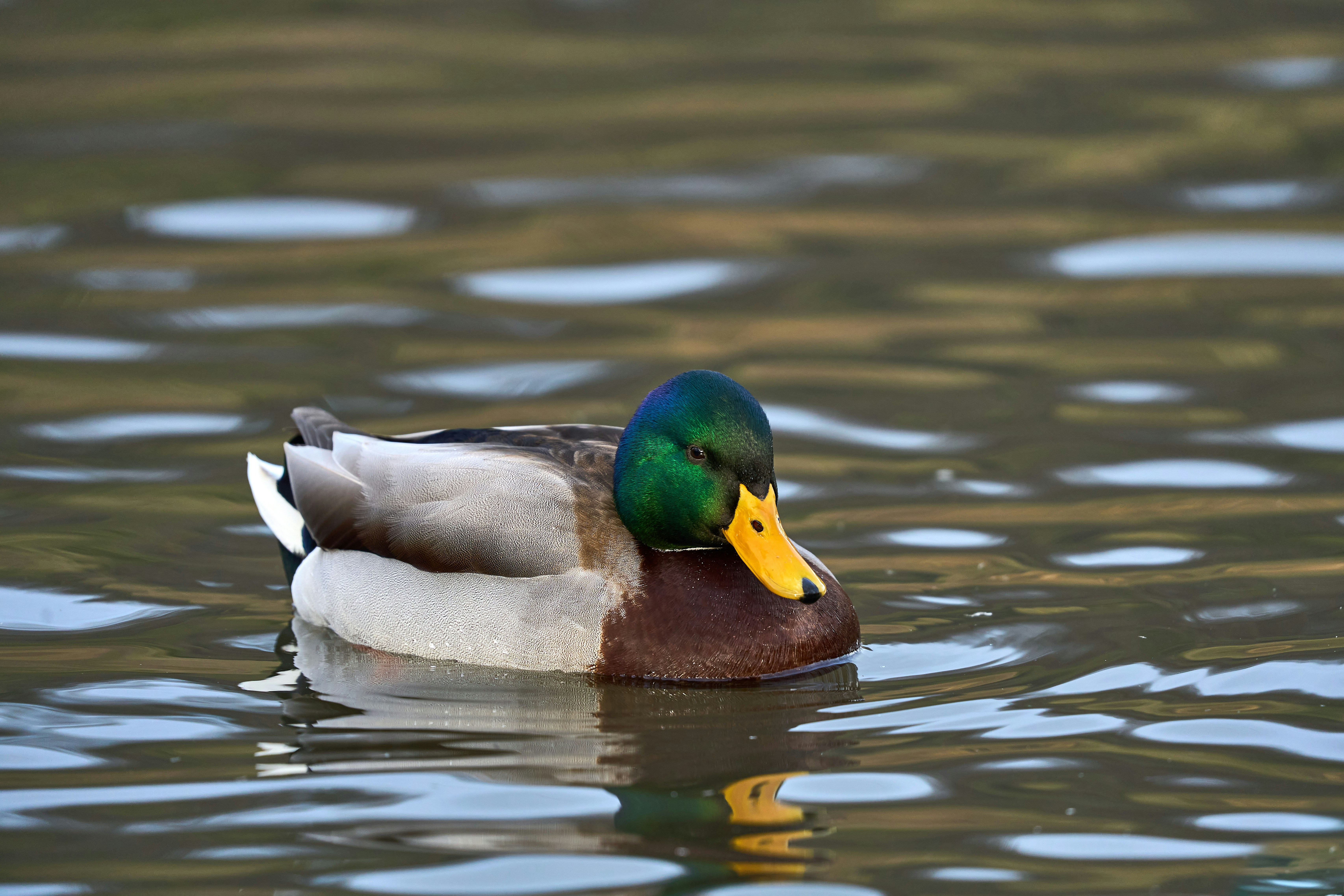 Photo by wolfgang_hasselmann