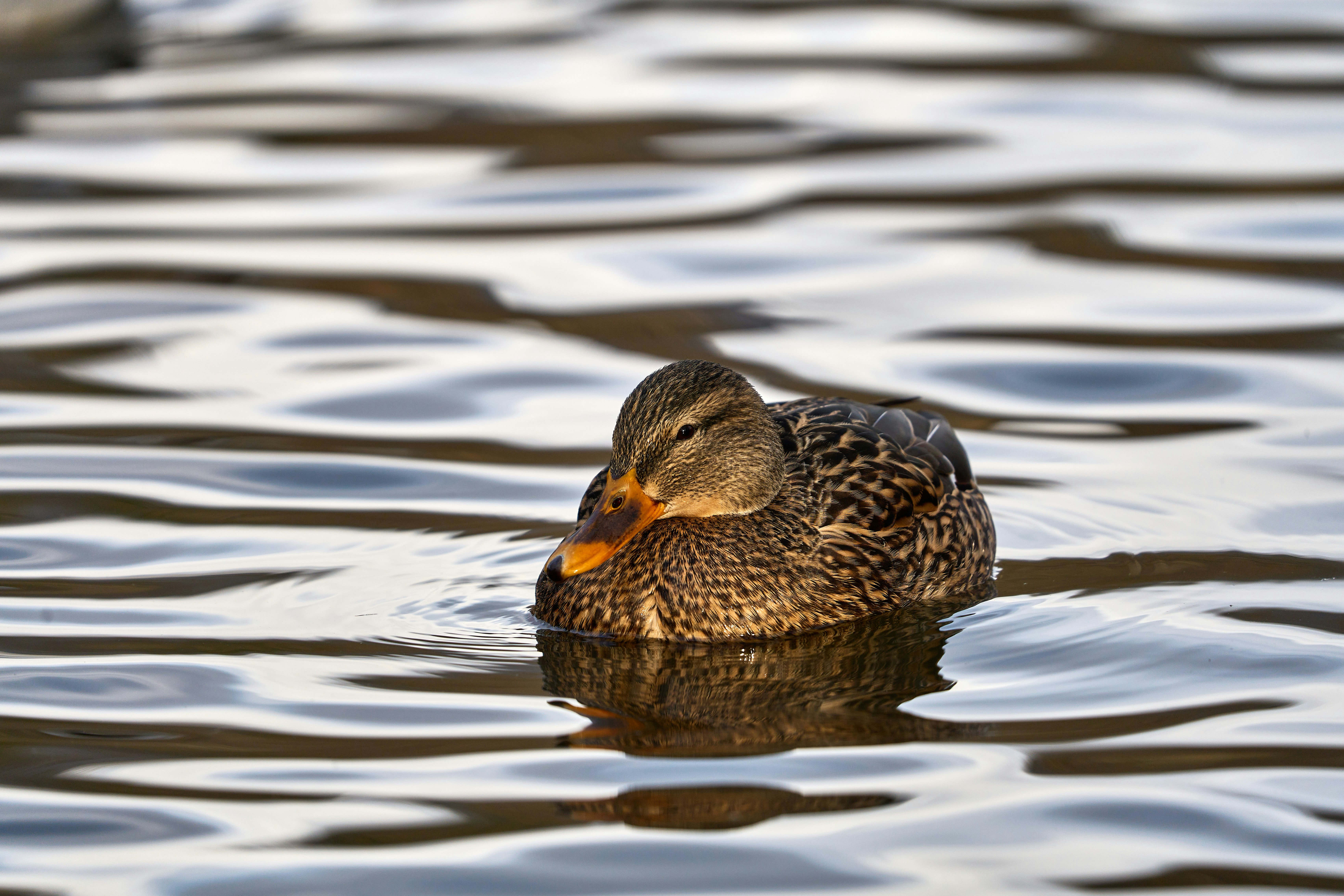 Photo by wolfgang_hasselmann