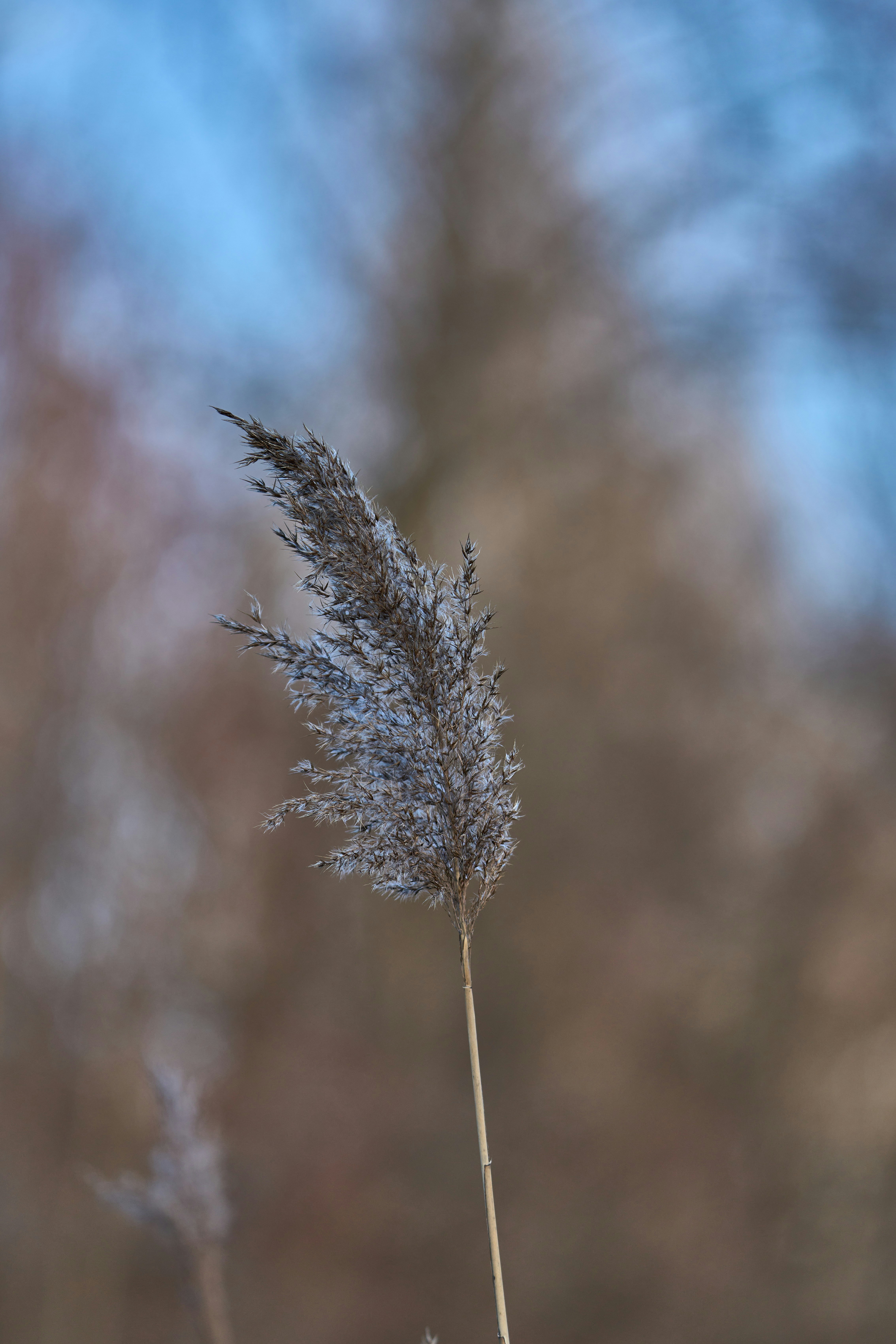 Photo by wolfgang_hasselmann