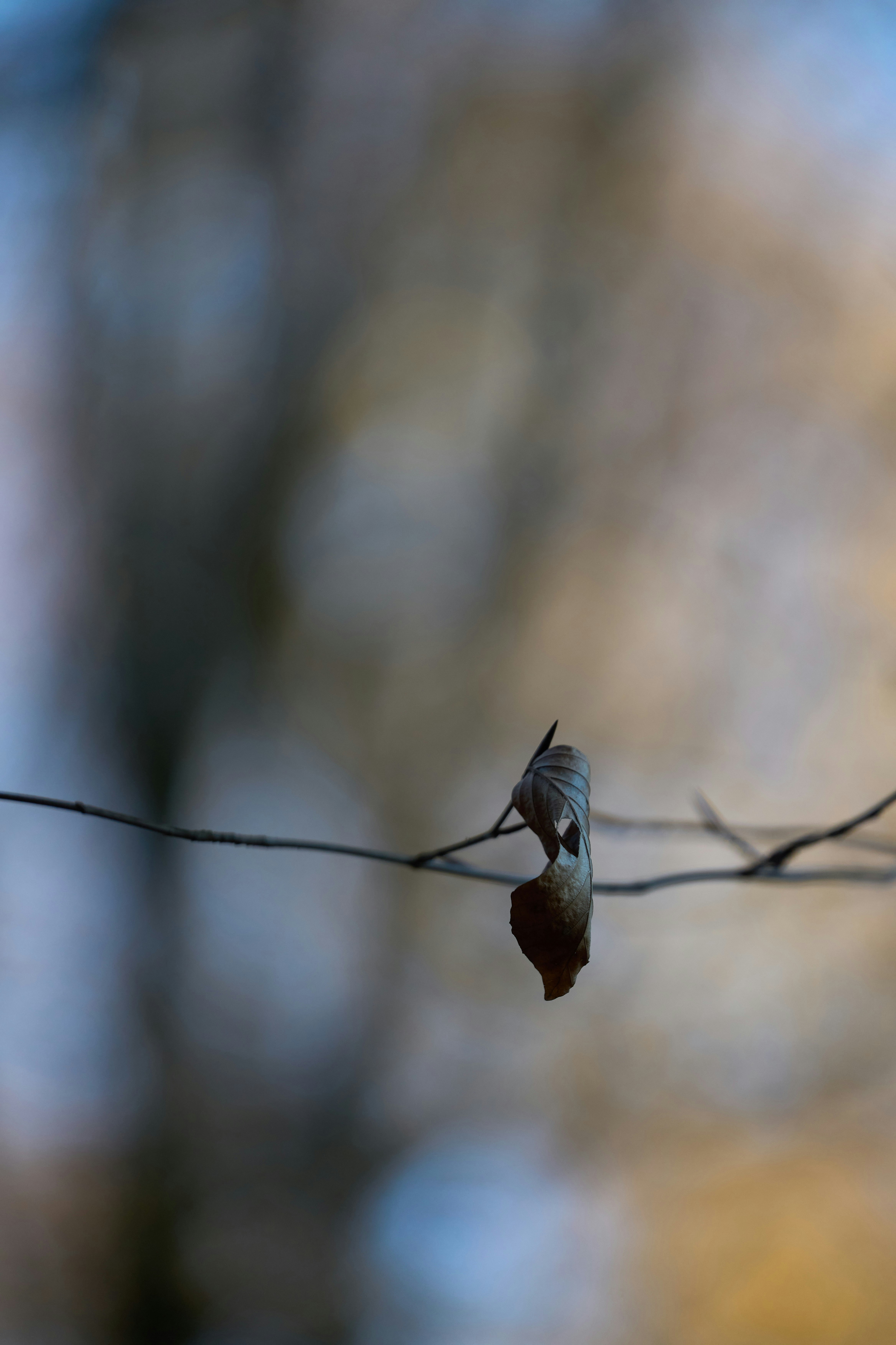 Photo by wolfgang_hasselmann