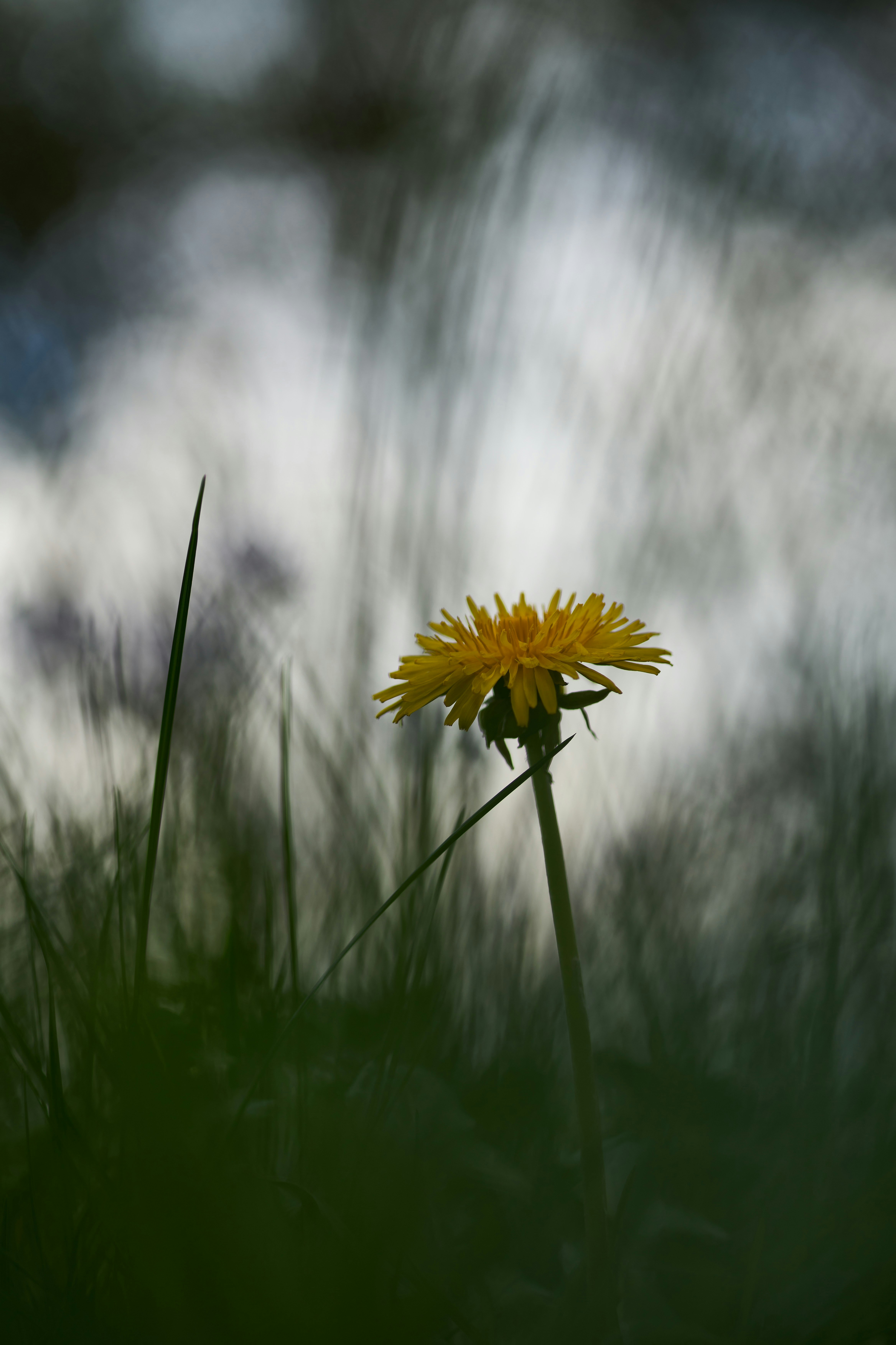 Photo by wolfgang_hasselmann