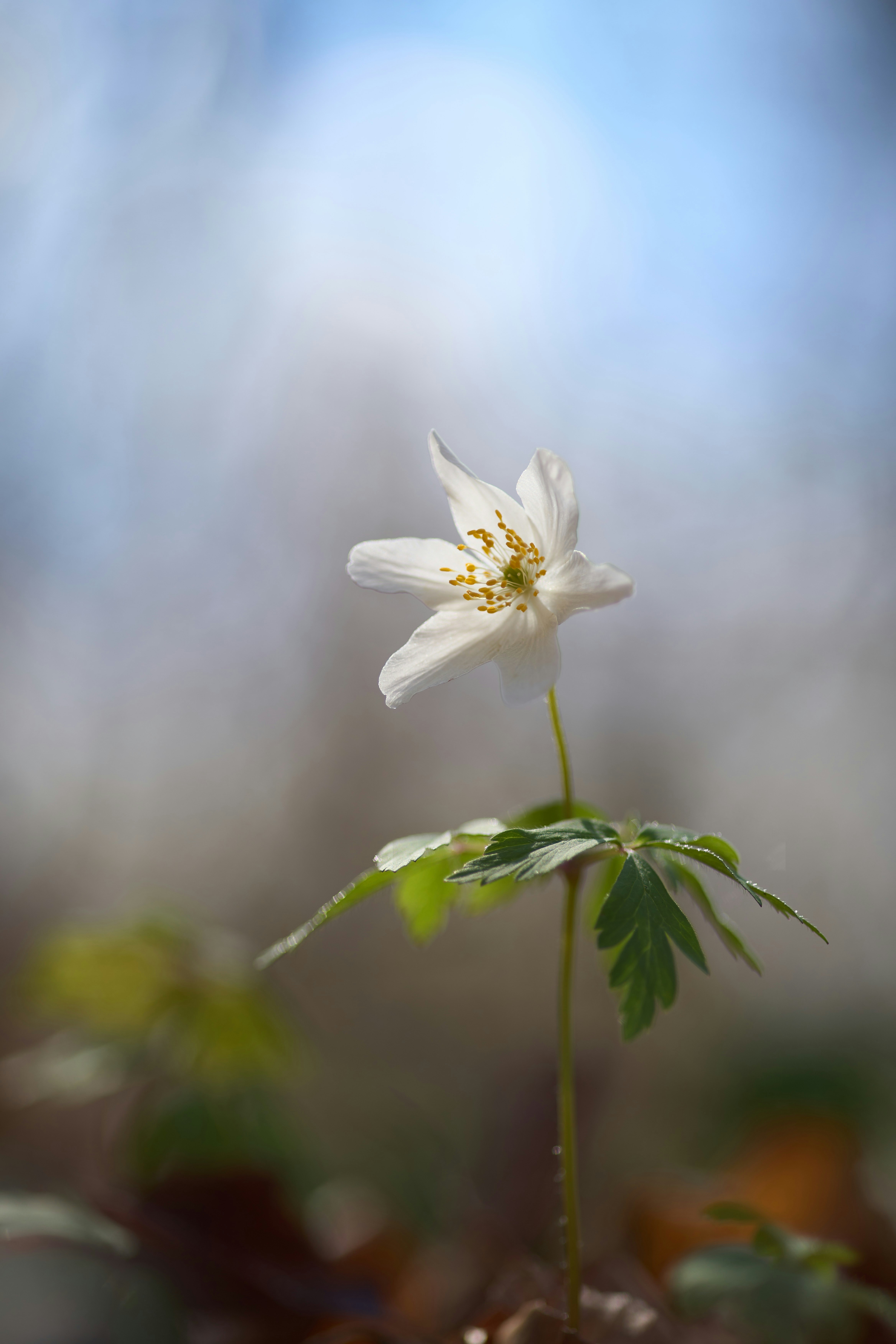 Photo by wolfgang_hasselmann