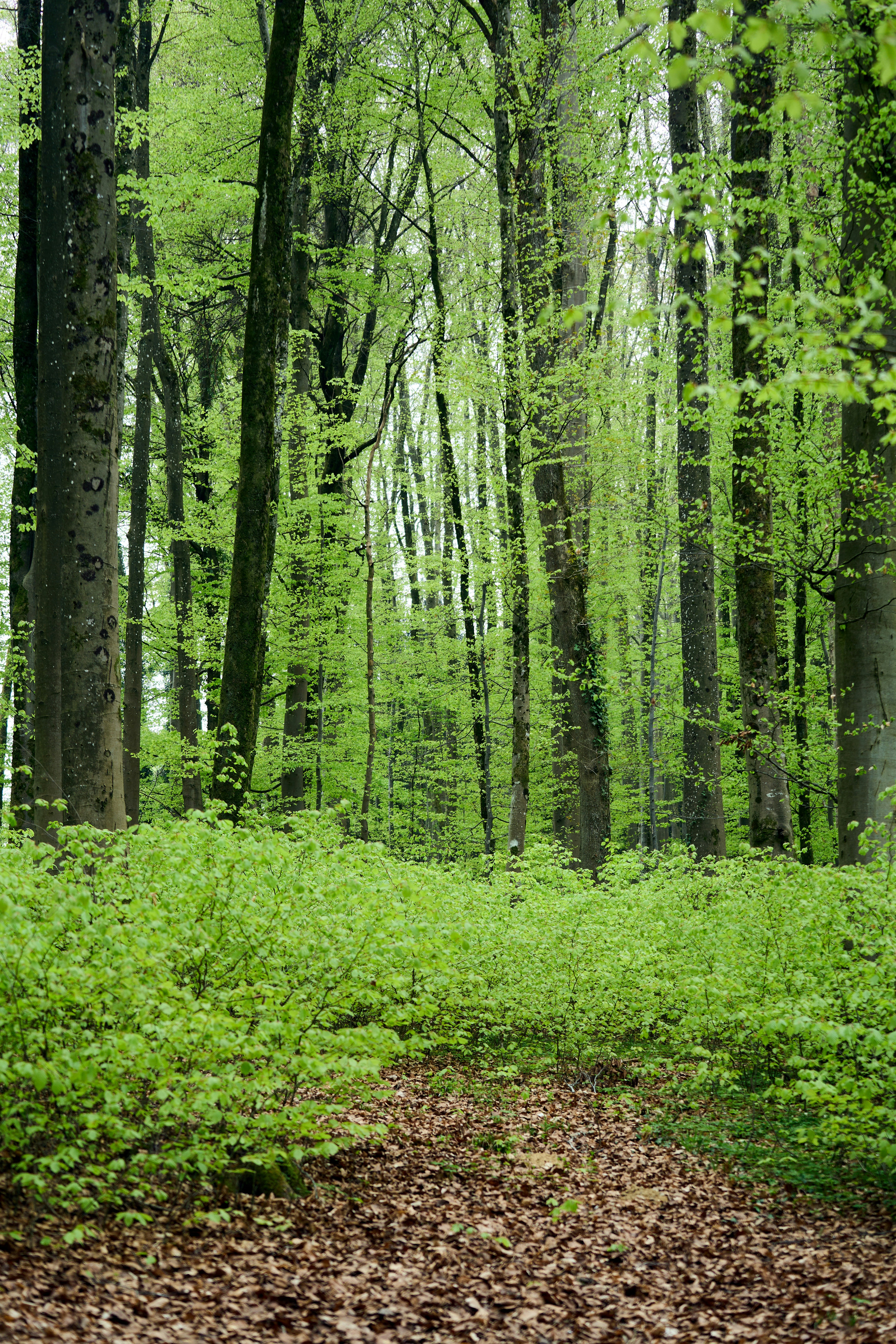 Photo by wolfgang_hasselmann