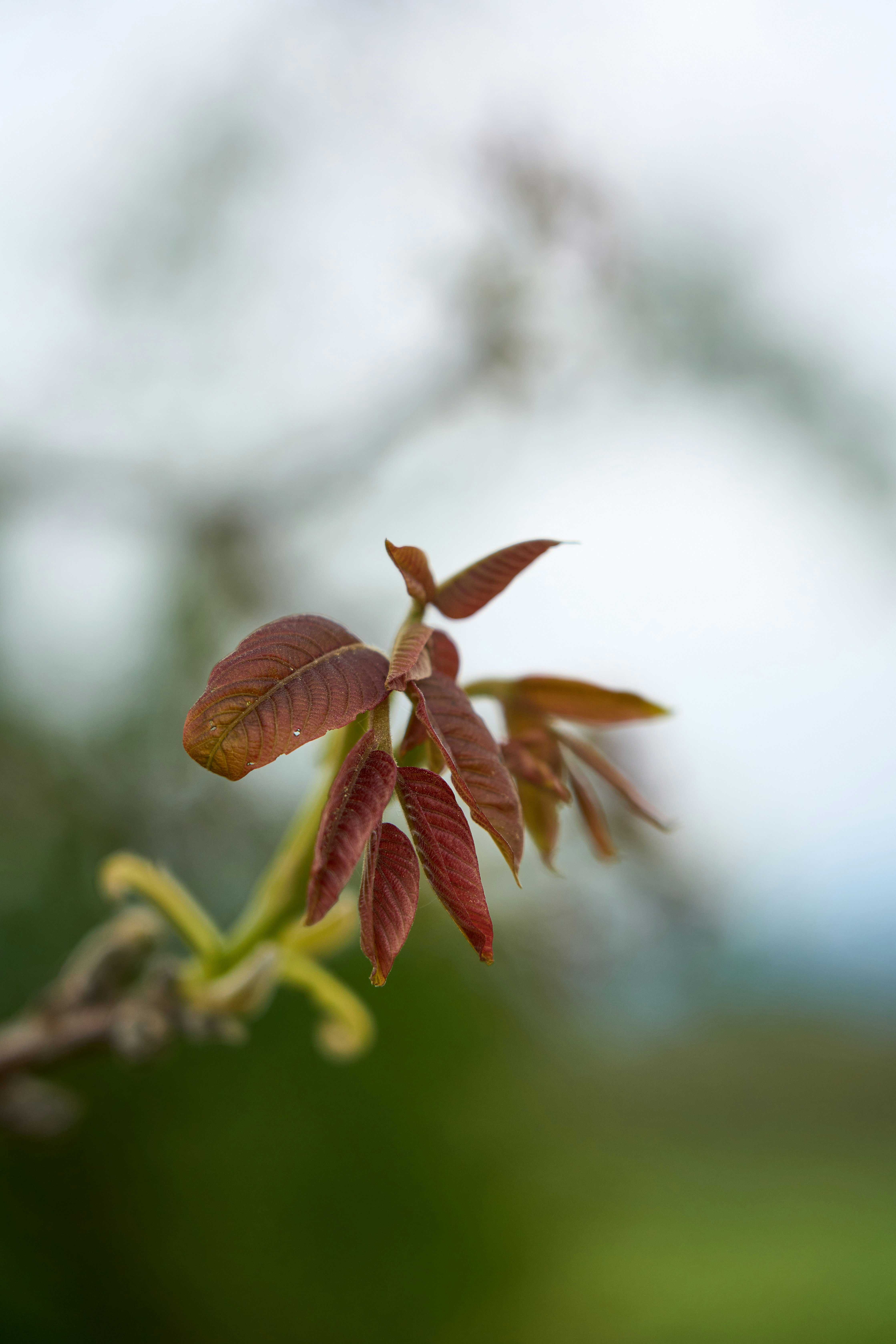 Photo by wolfgang_hasselmann