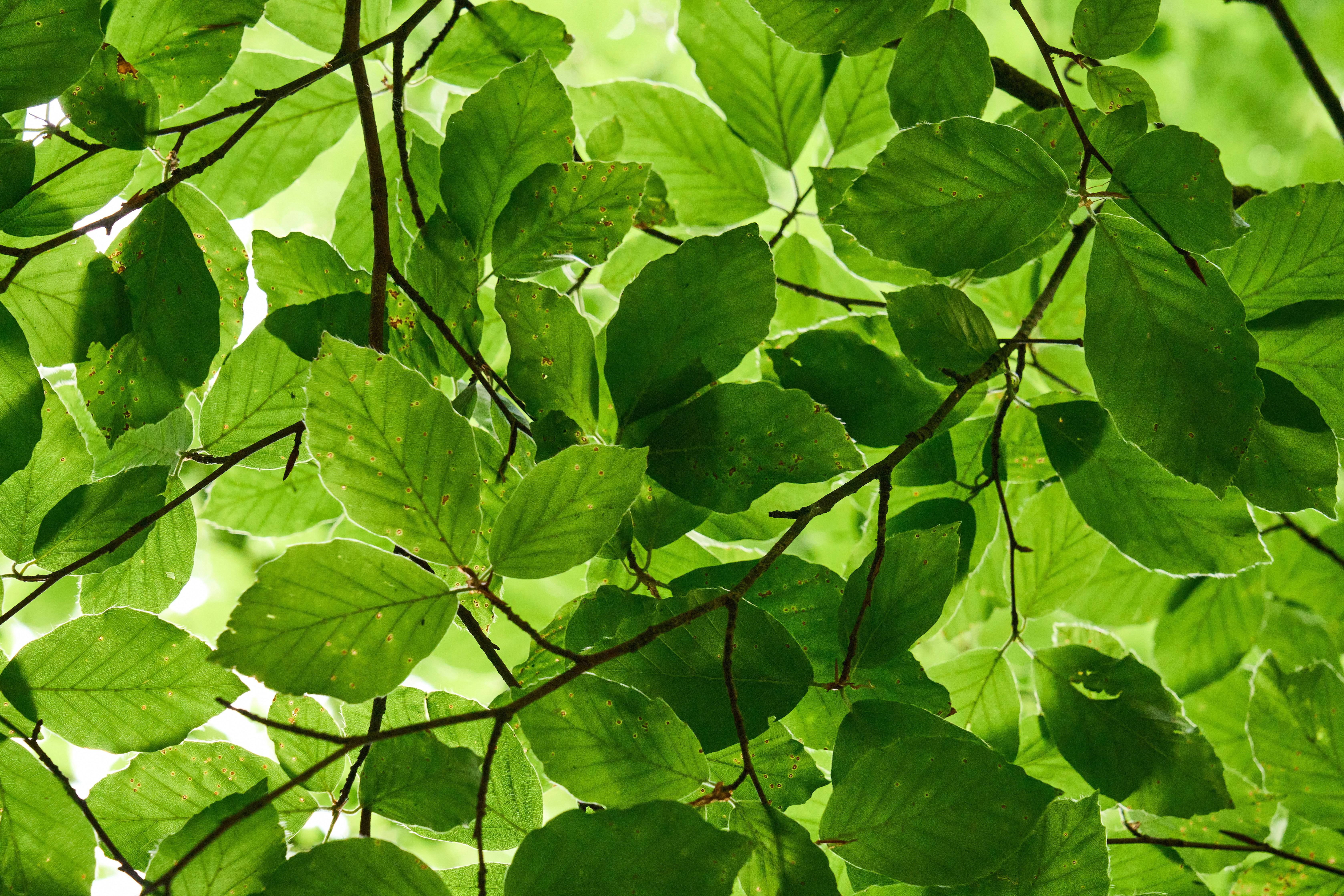 Photo by wolfgang_hasselmann