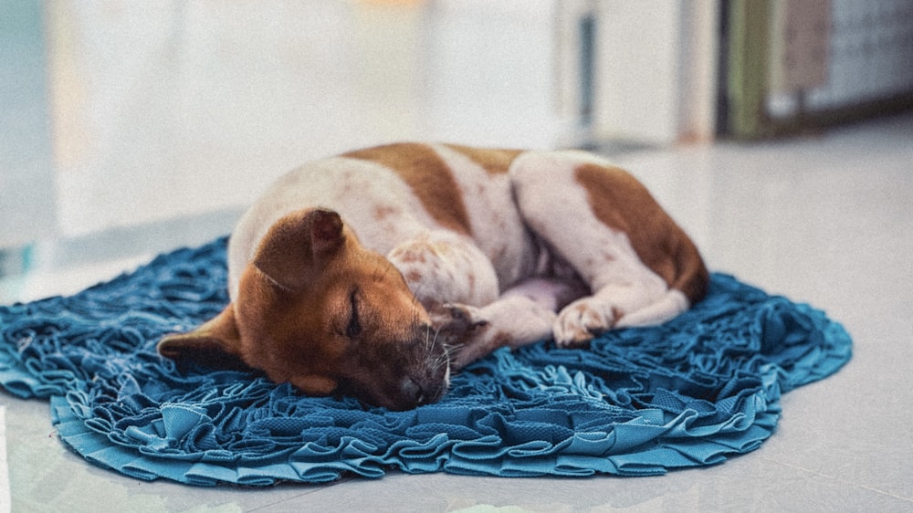 Ein braun-weißer Hund liegt auf einer blauen Decke