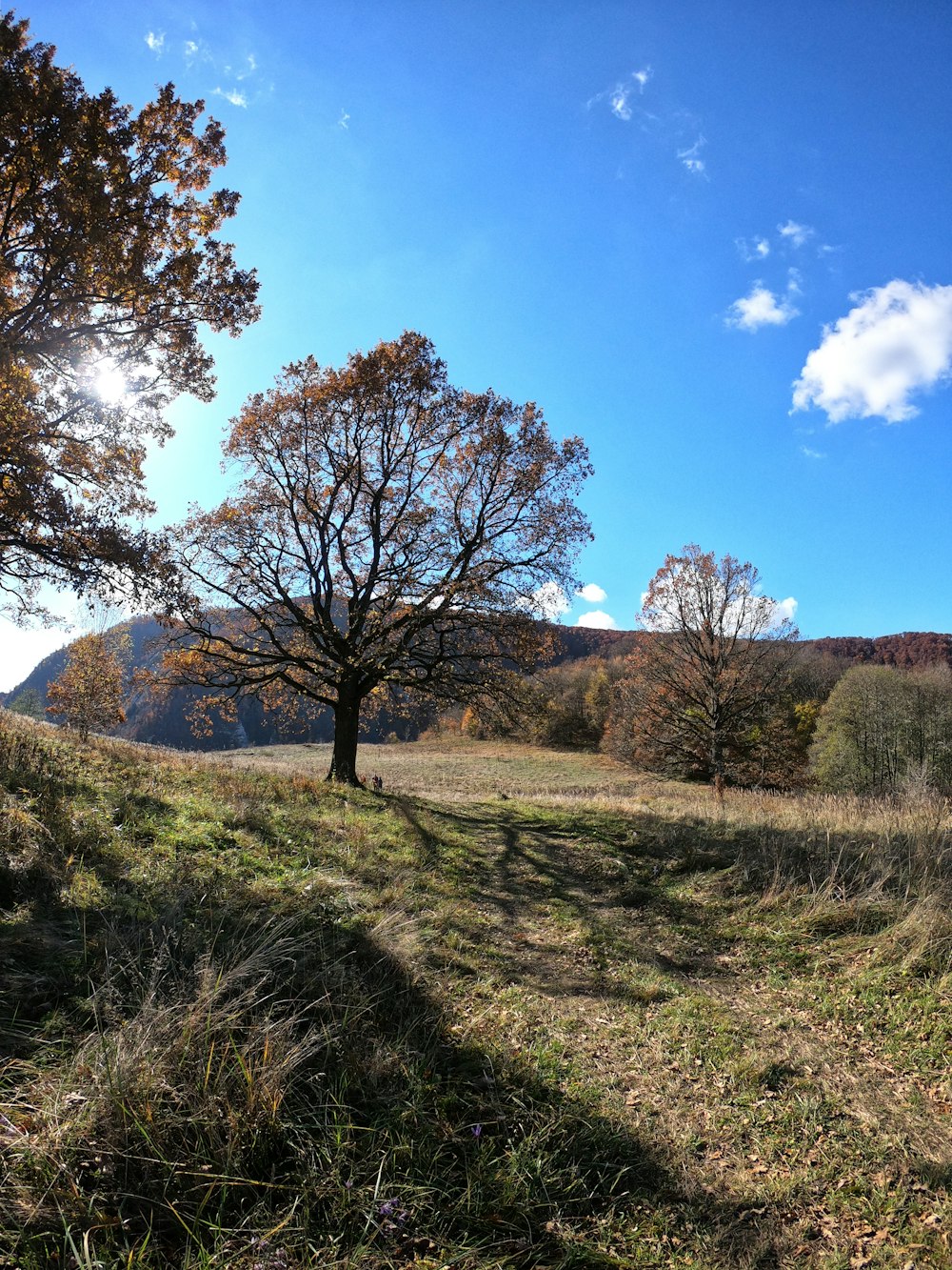 a lone tree in a grassy field with mountains in the background