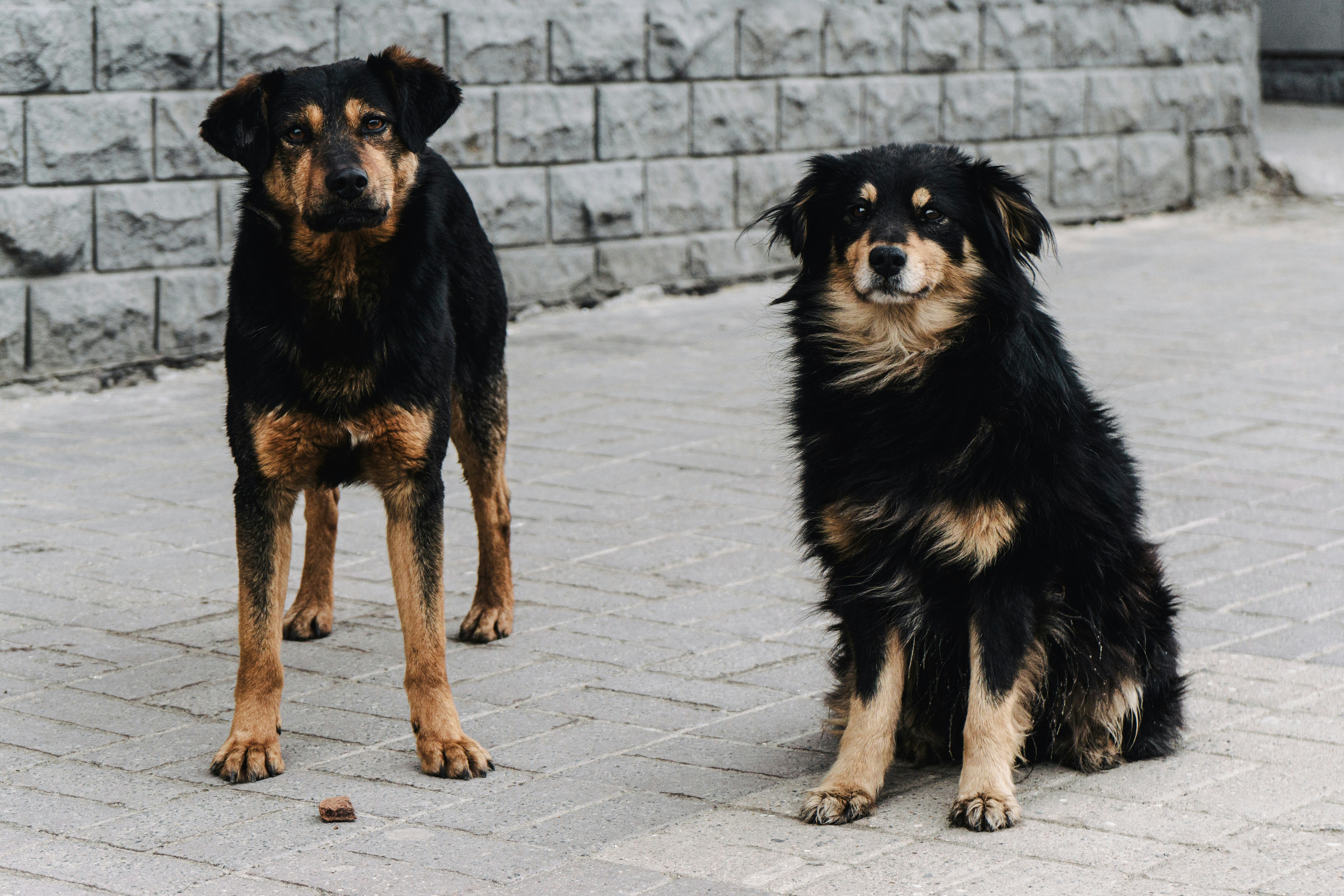 A couple of dogs sitting next to each other on a sidewalk photo – Free ...