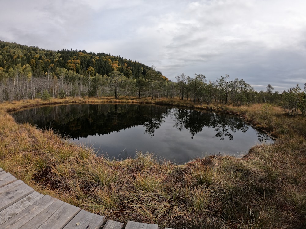 a small pond in the middle of a forest