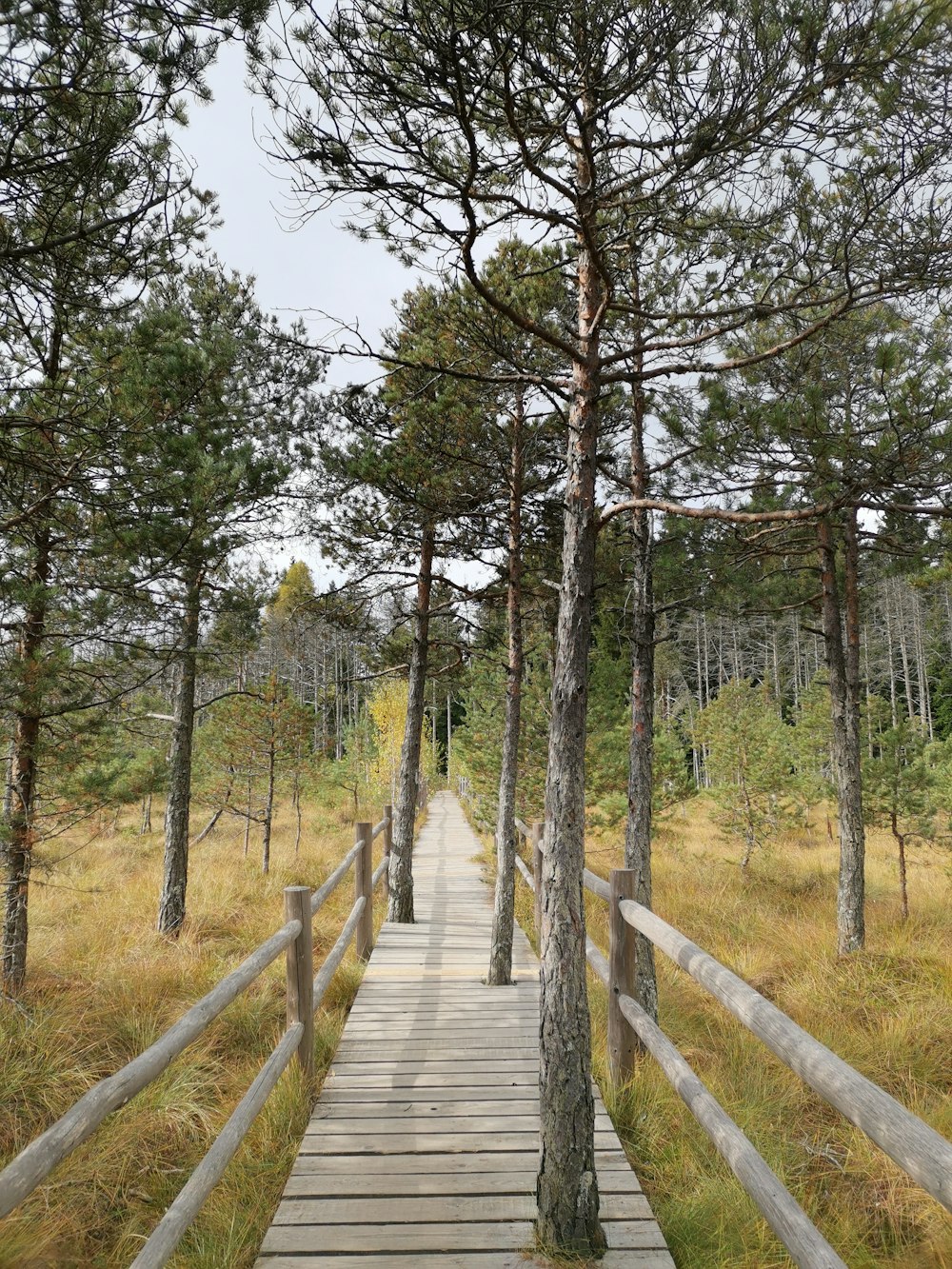a wooden walkway through a forest with tall trees