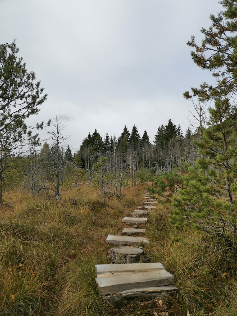 a set of steps in the middle of a forest