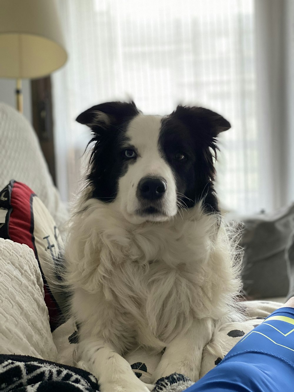 a black and white dog sitting on top of a bed