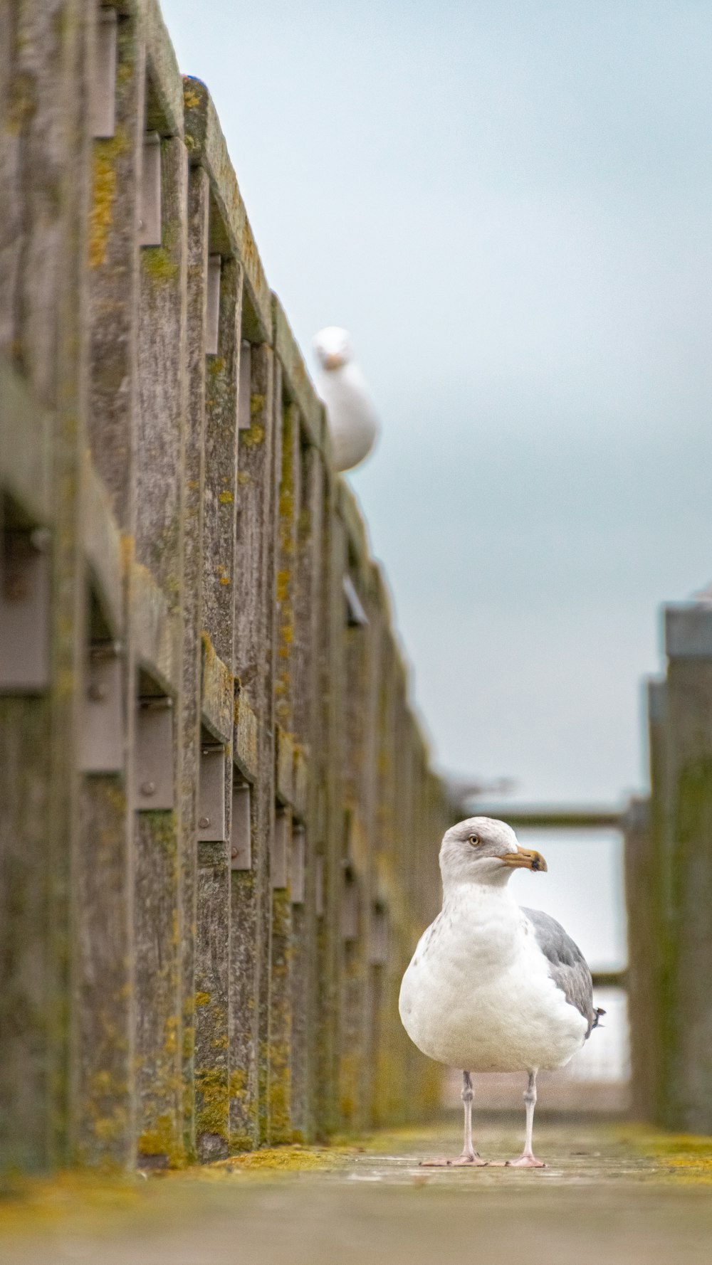a seagull is standing on a concrete walkway