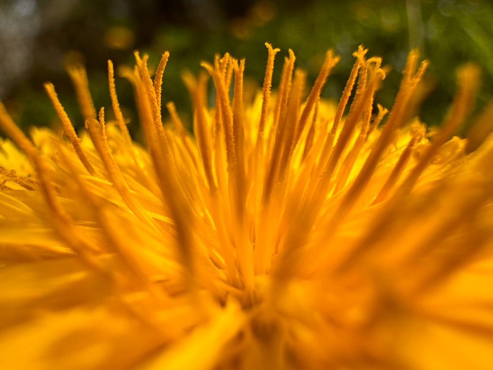 a close up view of a yellow flower