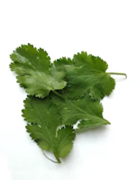 a bunch of green leaves on a white surface