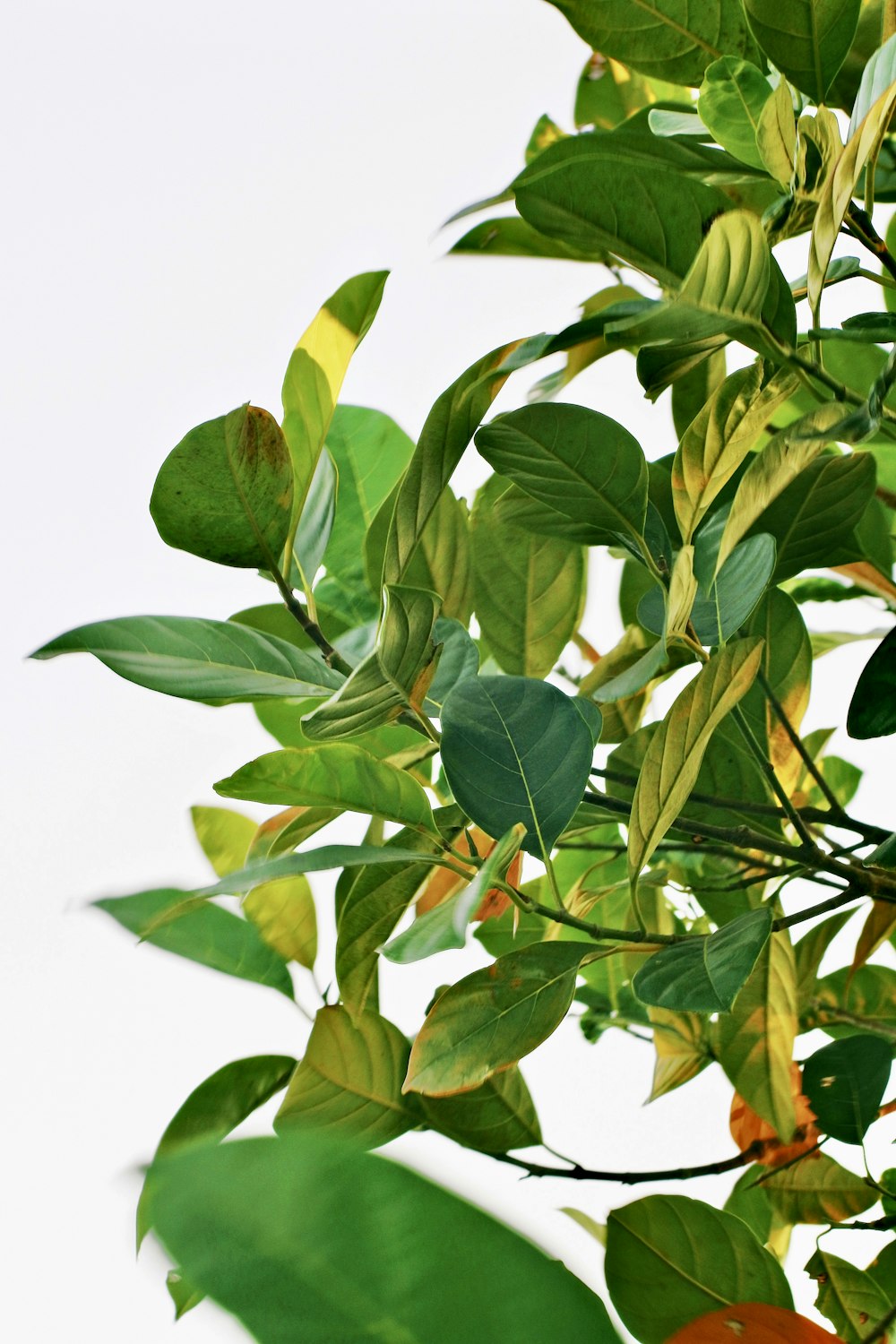 a close up of a tree with green leaves