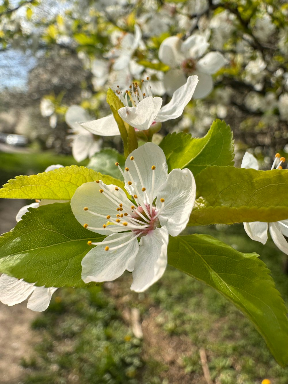 a close up of a flower on a tree