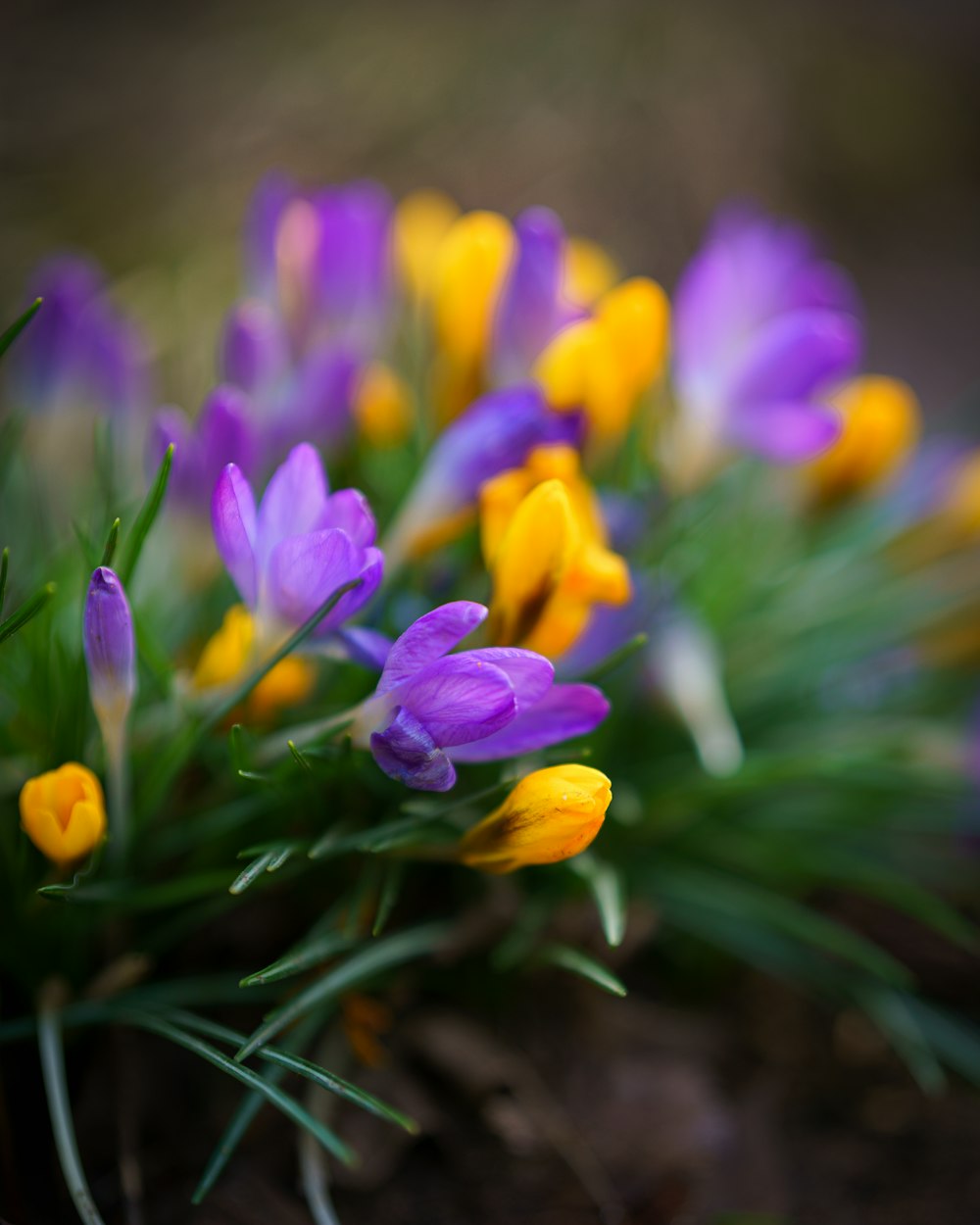 a bunch of purple and yellow flowers growing out of the ground