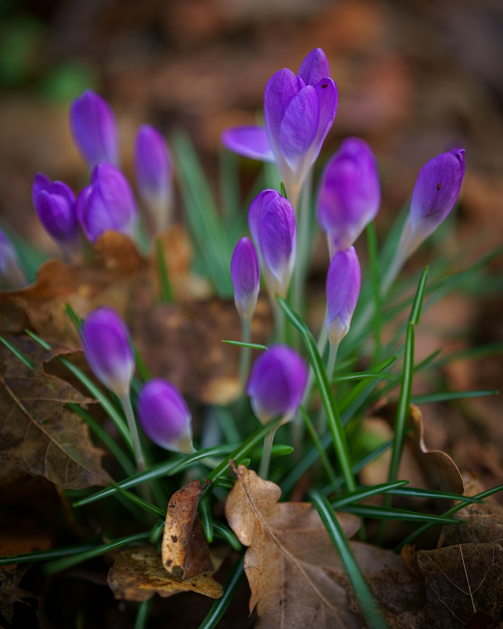 a bunch of purple flowers growing out of the ground