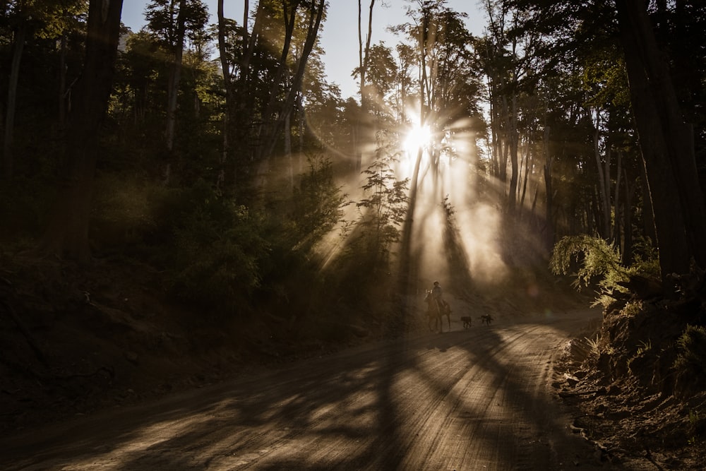 the sun shines through the trees on a dirt road