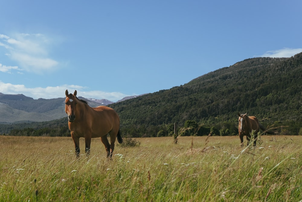 a couple of horses standing on top of a grass covered field