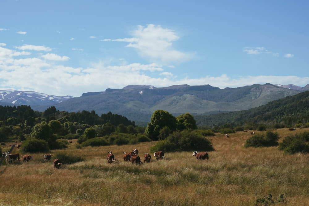 a herd of cattle grazing in a field with mountains in the background