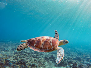 a sea turtle swimming in the ocean