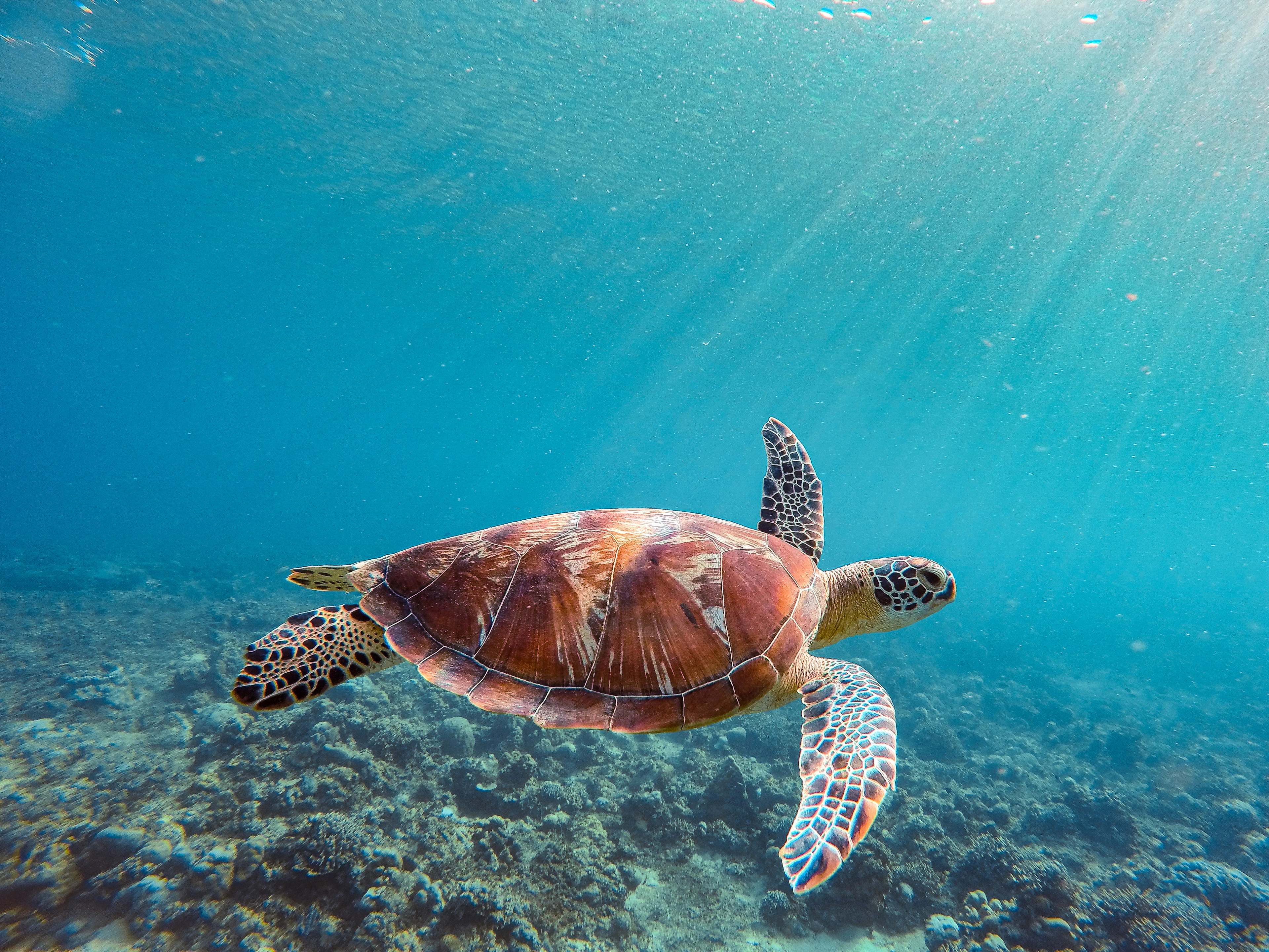 A green sea turtle swimming through sunlit blue water