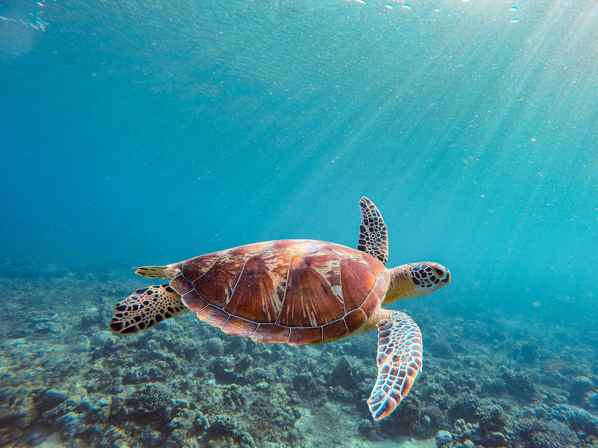 Sea turtle swimming underwater over a reef
