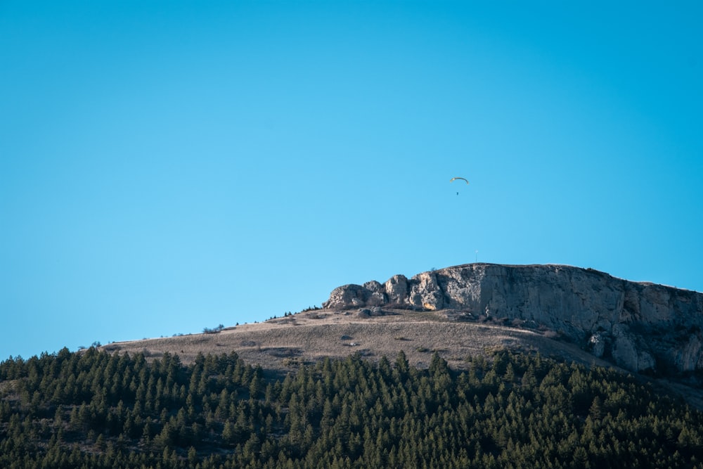 a bird flying over a mountain with trees