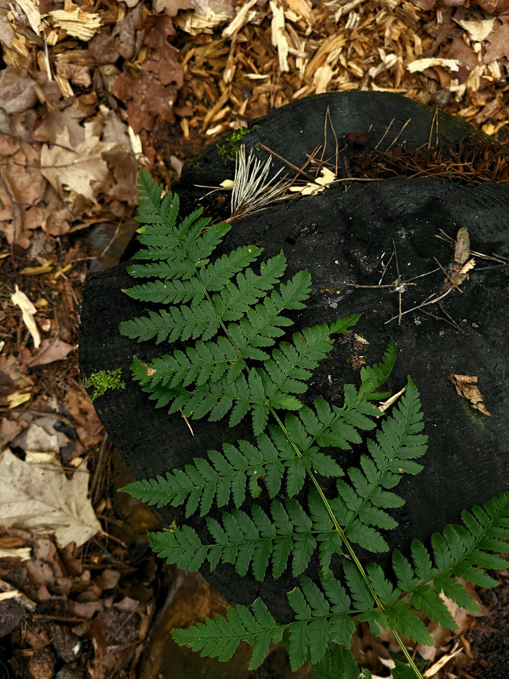 a fern is growing on a rock in the woods