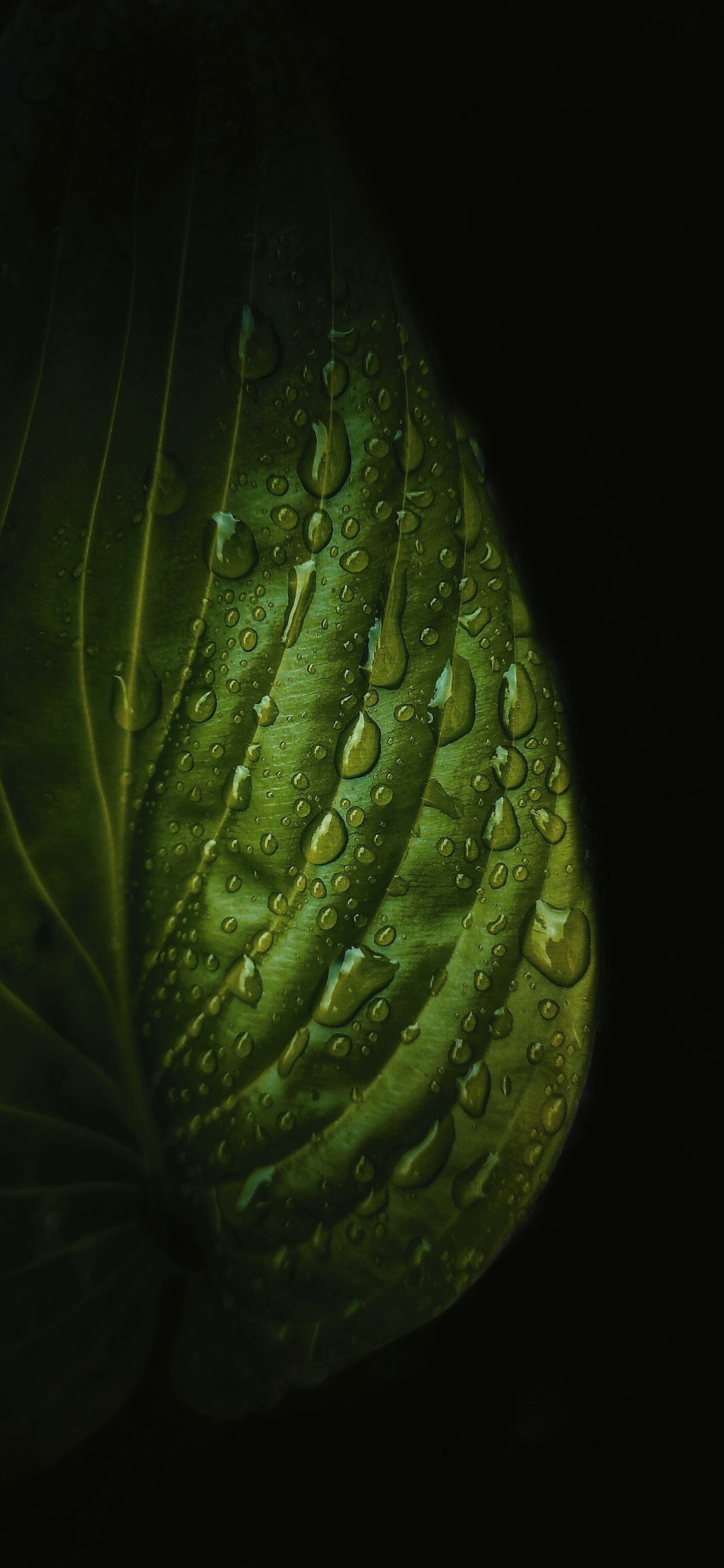 a green leaf with water droplets on it