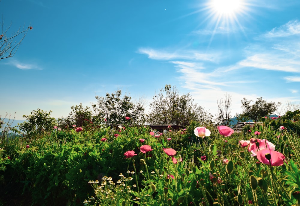 a field full of pink flowers under a blue sky