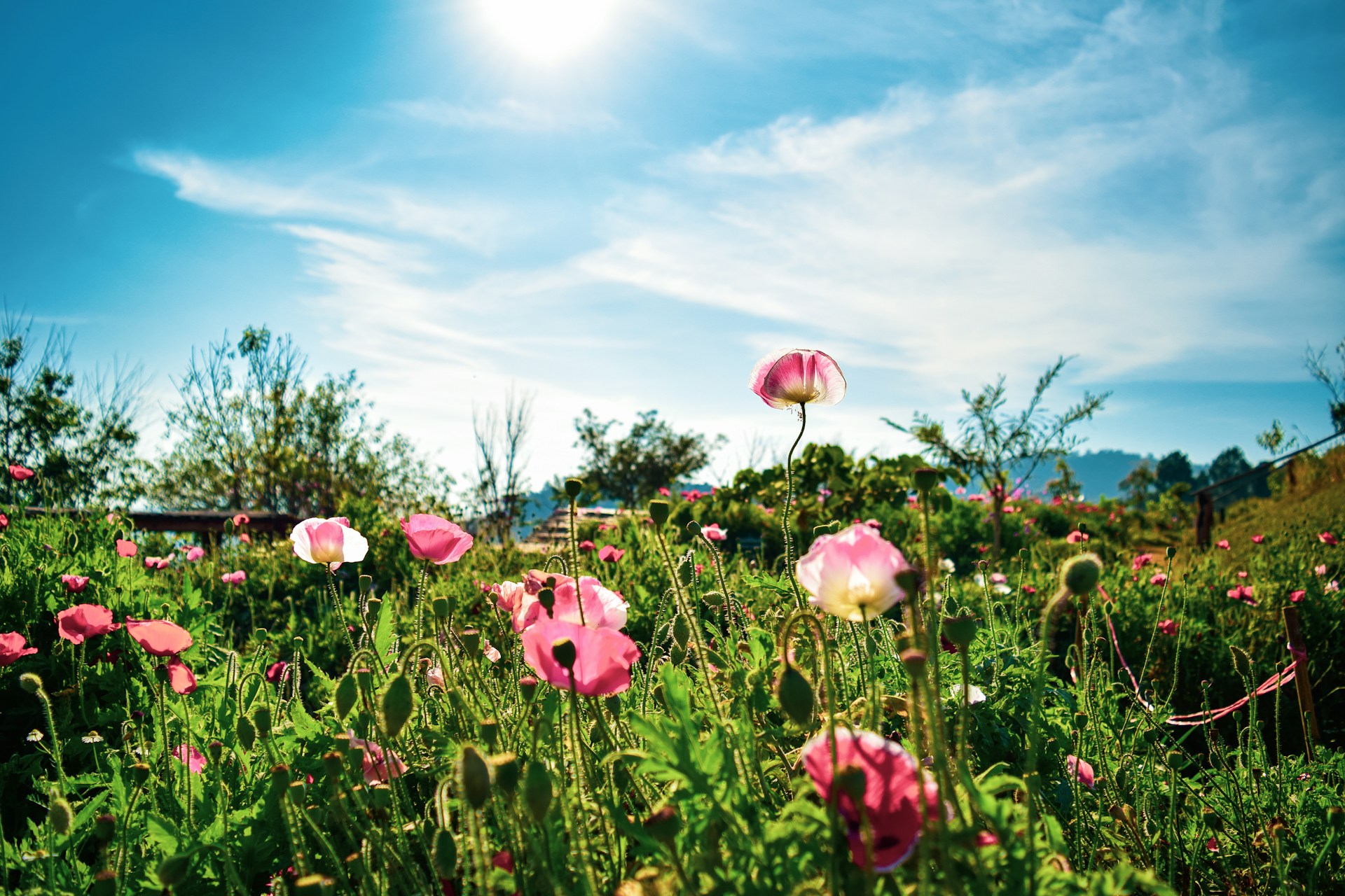 a field full of pink flowers under a blue sky