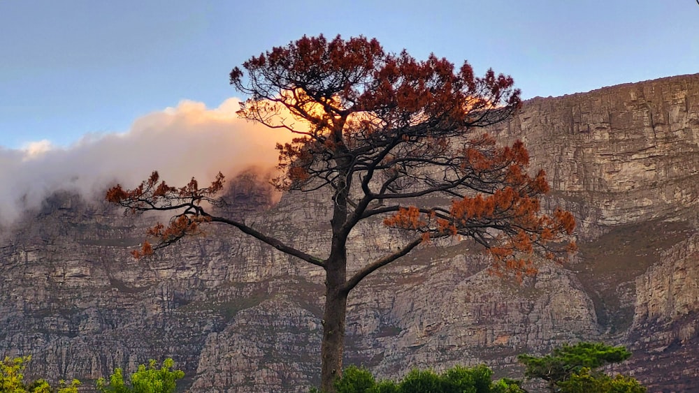 a lone tree stands in front of a mountain