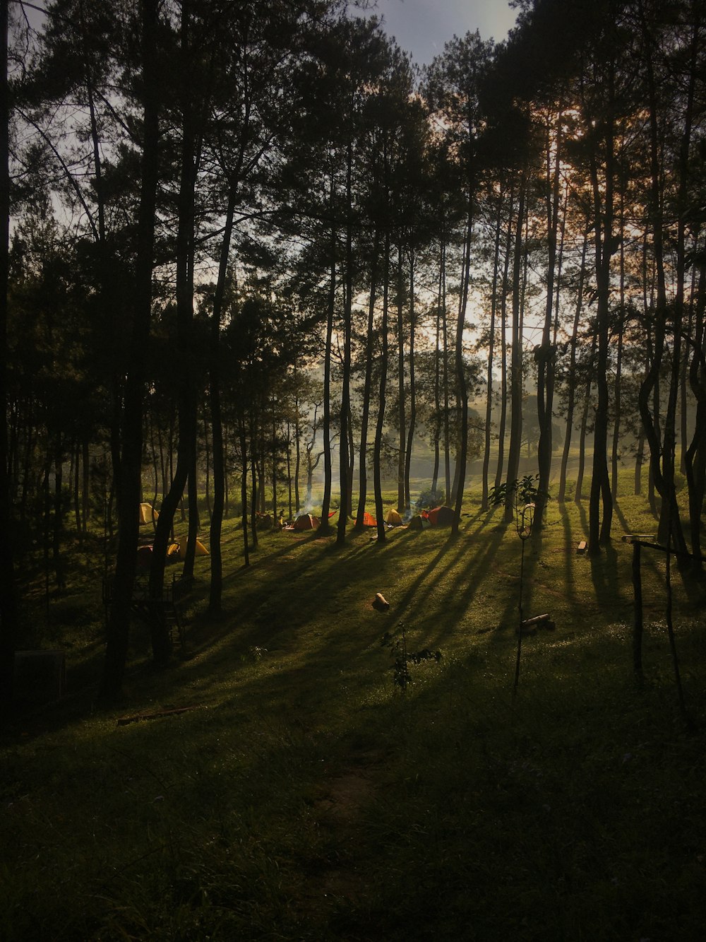 the sun is shining through the trees in the forest