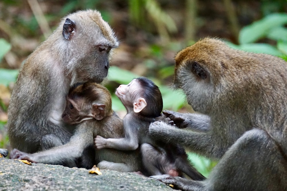 a group of monkeys sitting on top of a rock