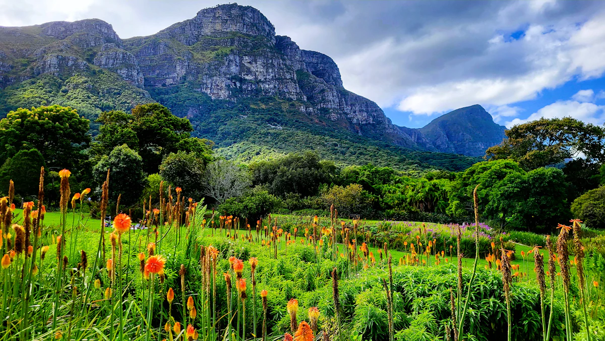The Kirstenbosch lawn with Table Mountain behind