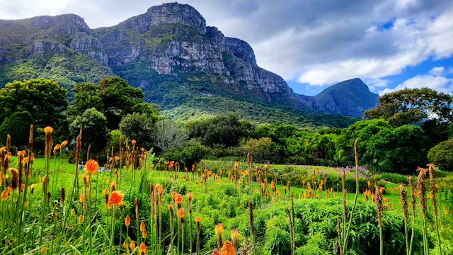 A field of orange red-hot poker flowers on Kirstenbosch's lawns with Table Mountain's back slopes rising behind.