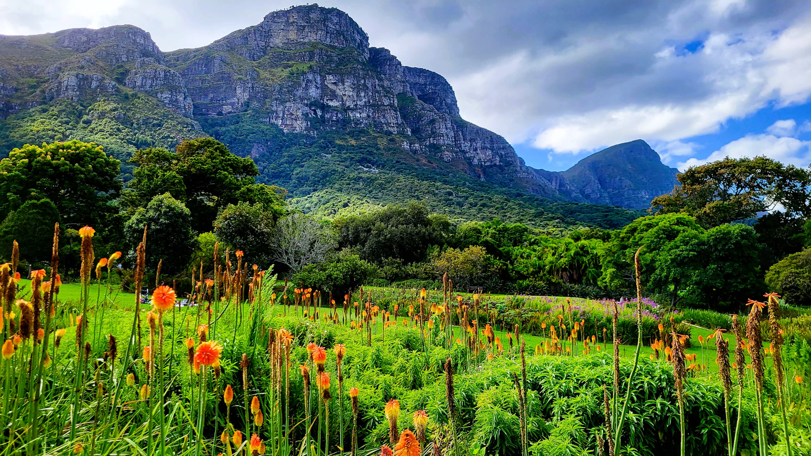 Kirstenbosch garden beneath the slopes of Table Mountain