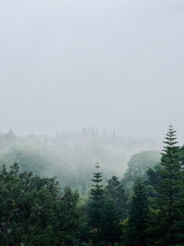 Best Time to Visit Puncak Jaya: Weather, Seasons & Months