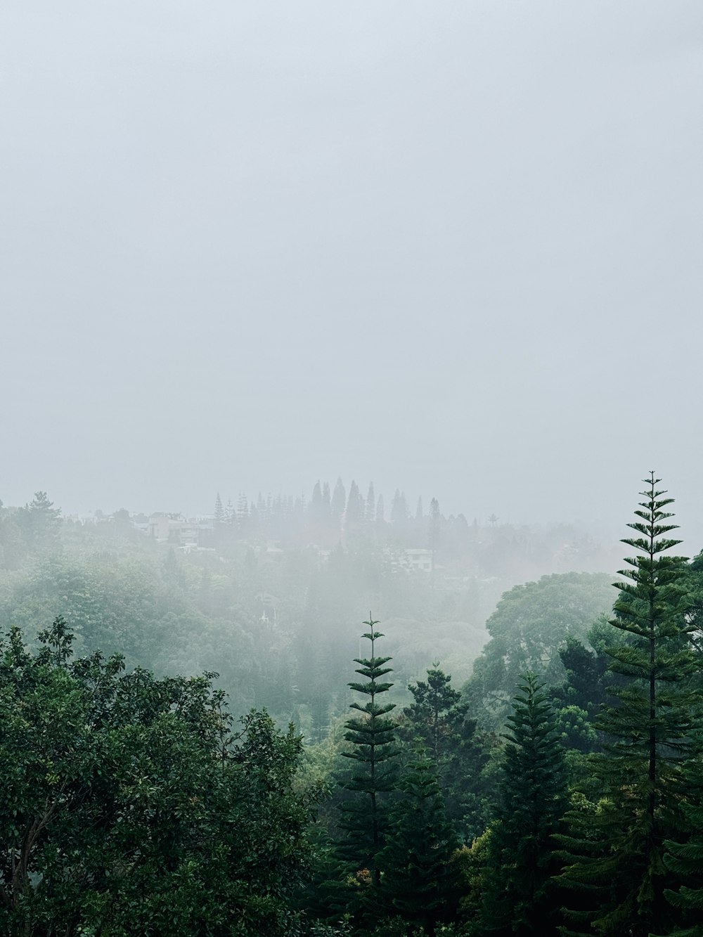 a foggy day in a forest with trees