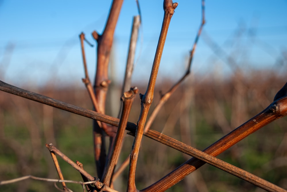 a close up of a bunch of sticks in a field