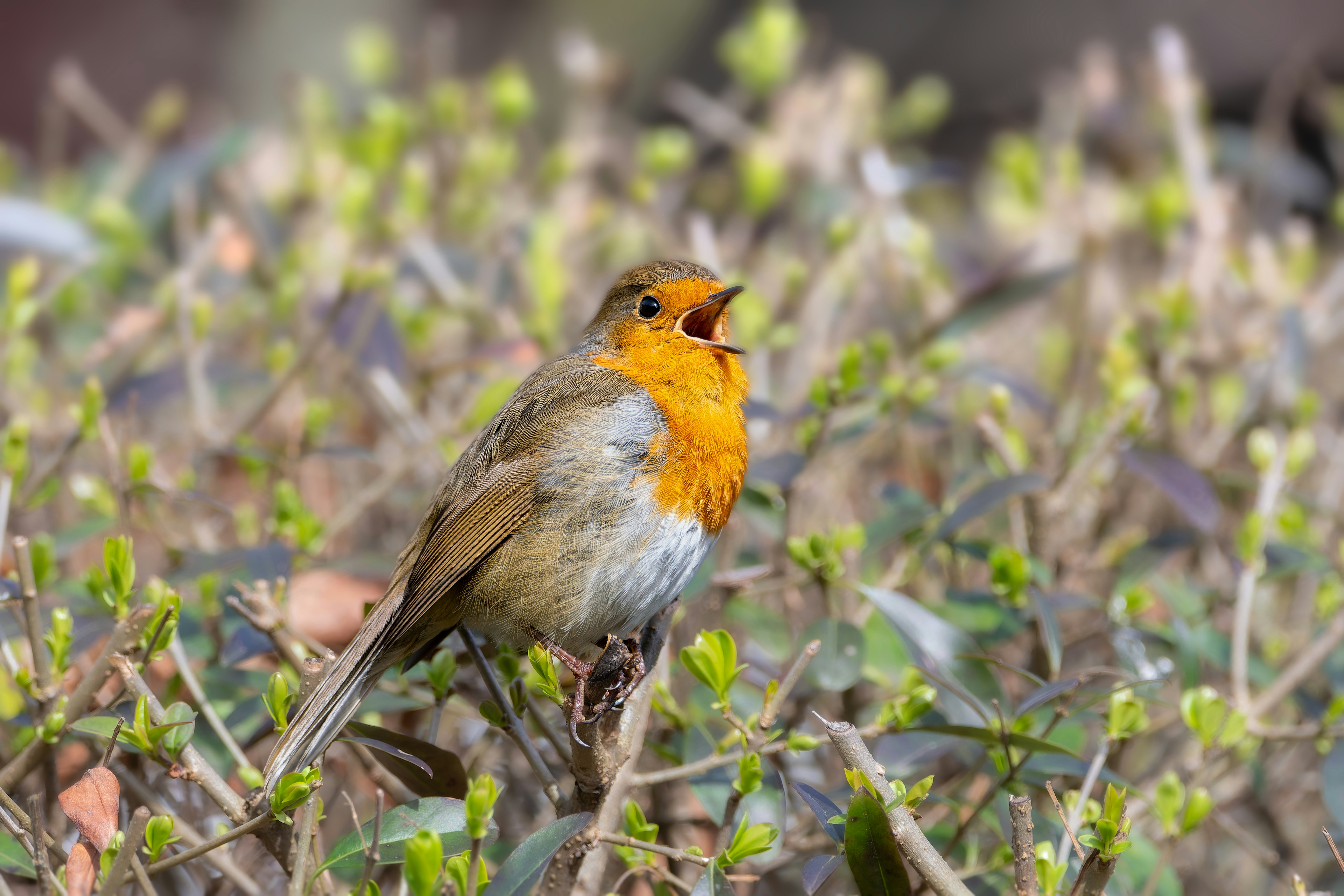 Photo by siegfriedpoepperl