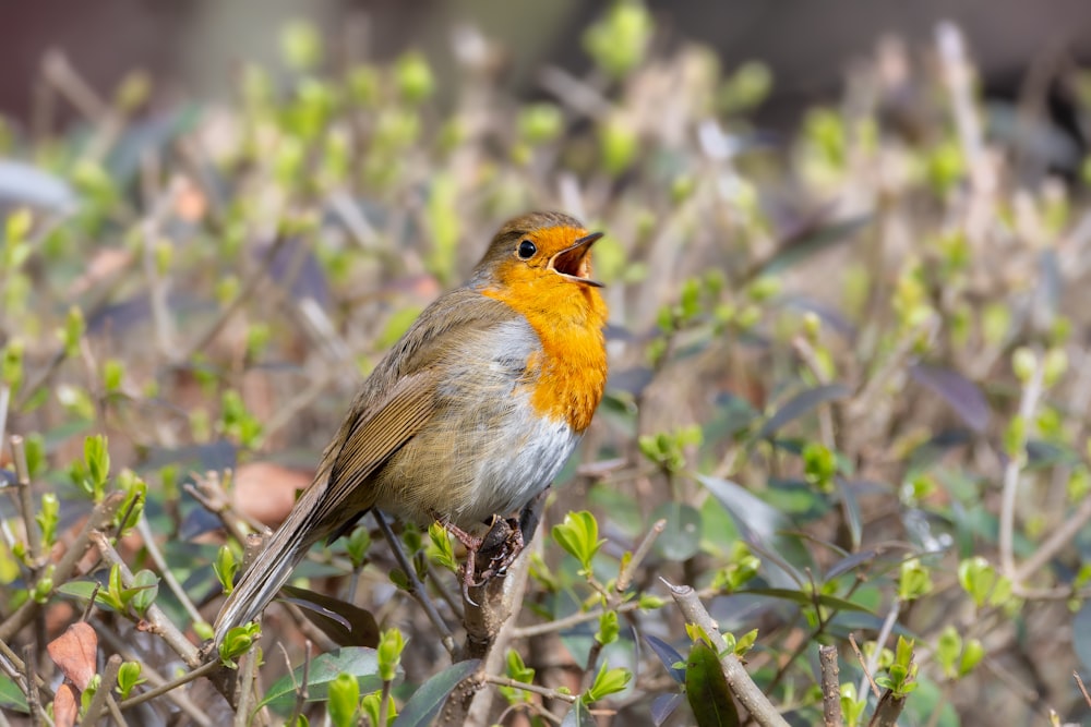 a small bird sitting on top of a tree branch