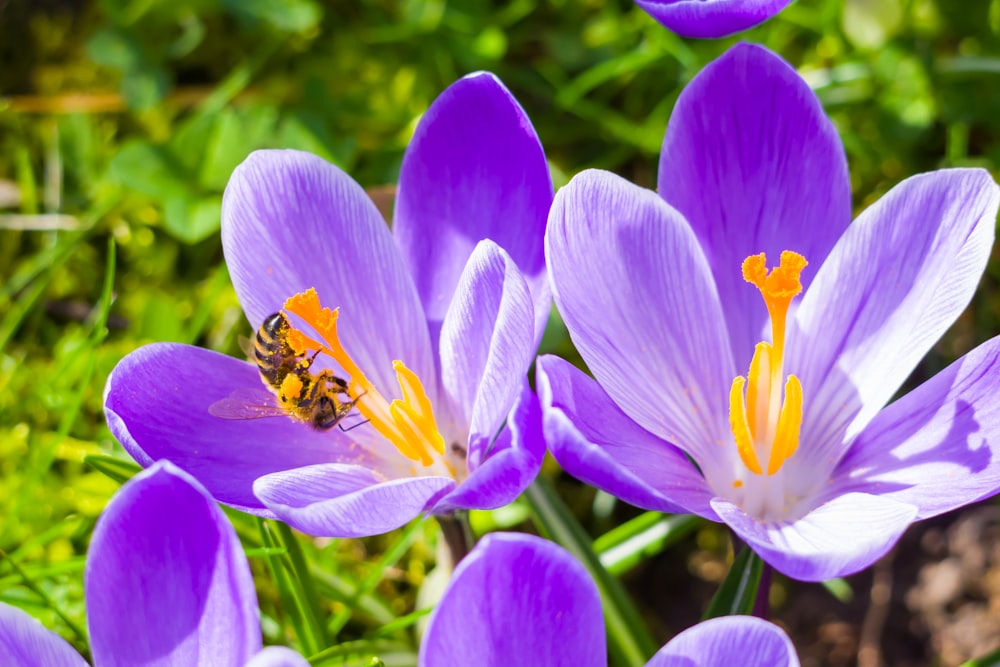 a bee sitting on top of a purple flower