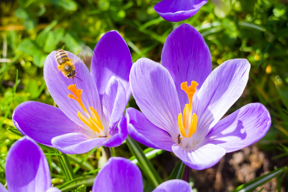 a bee is sitting on a purple flower